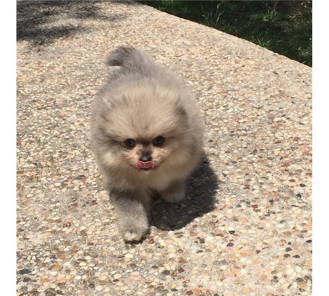 Filhotes de Pomerania