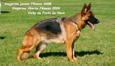 PASTOR ALEMÃO SUPER QUALIDADE