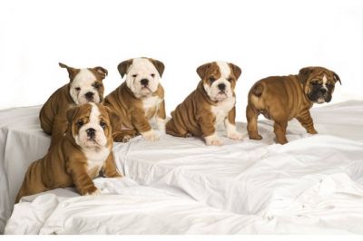 Inglês bull dog filhotes para venda