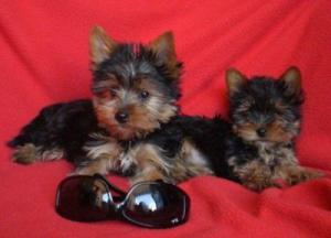 REGALO FÊMEAS E MACHOS DE YORKSHIRE TERRIER PEDIGREE