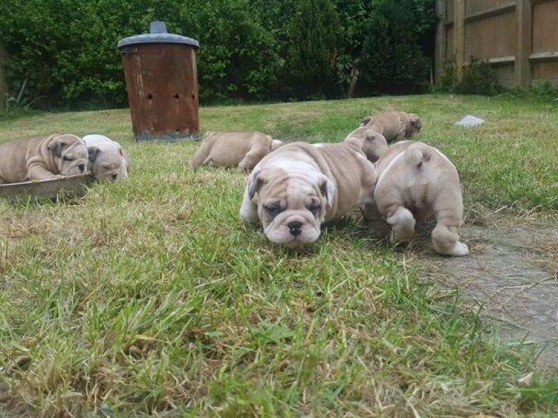 Filhotes de bulldog inglês 2