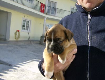BOXER CACHORRAS