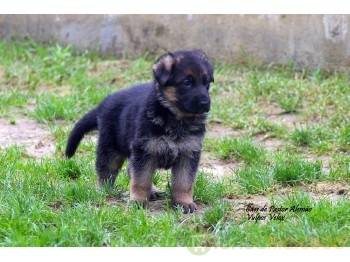 Cristo presente mas Cães de Pastor Alemão - Vulpos Velox em Lisboa