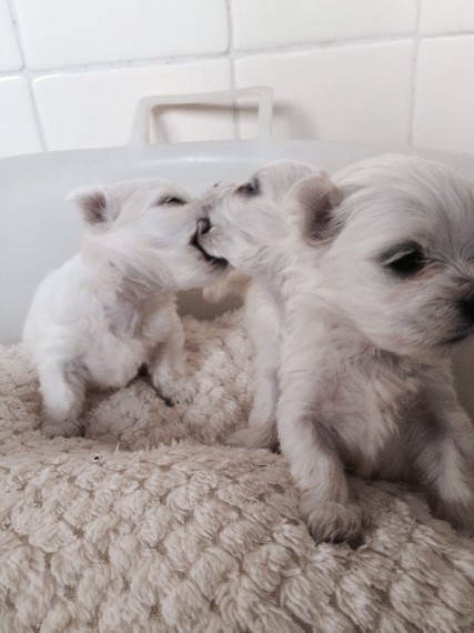 Filhotes de Maltês agradáveis e saudáveis disponíveis