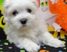 filhotes de cachorro Maltês bonitos para desapegar-se de um novo lar