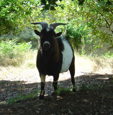 Cabras anãs