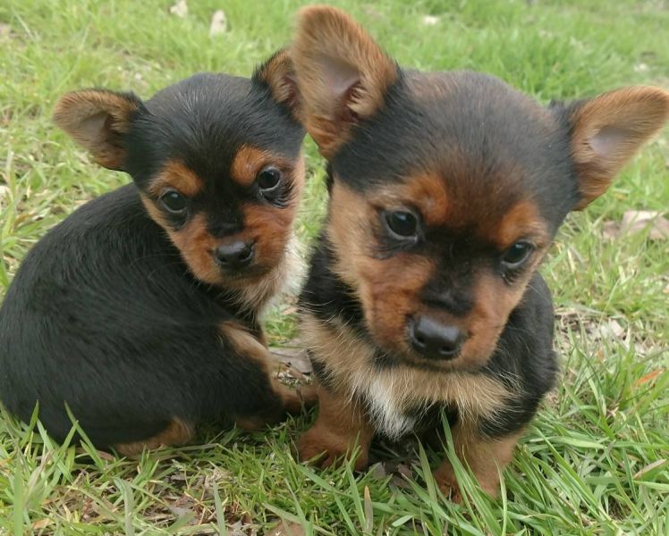 Livre Offertas filhotes de Yorkshire, se disponível 