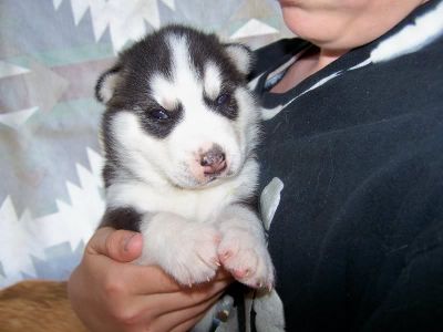 Bela Husky Siberiano Puppies-apenas 2 esquerda