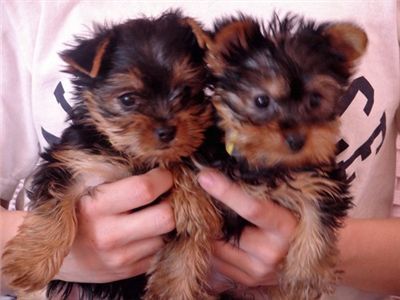 Excelente yorkie cachorros para adoção