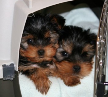 YORKIES CONTATO Se estiver interessado em