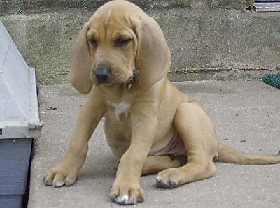 Bloodhound filhotes disponíveis para adoção.