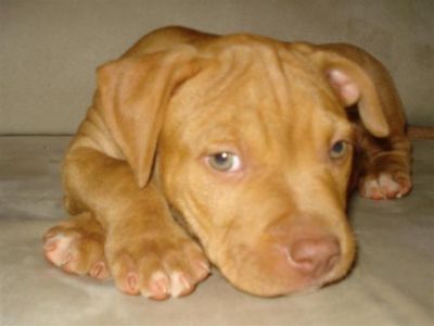 Compro Pit Bull red nose Puro