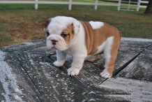 linda e adorável bulldog inglês pupies para adoção