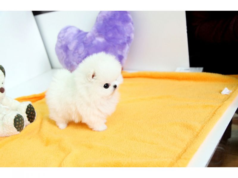 Presente da Pomerânia para cachorrinho