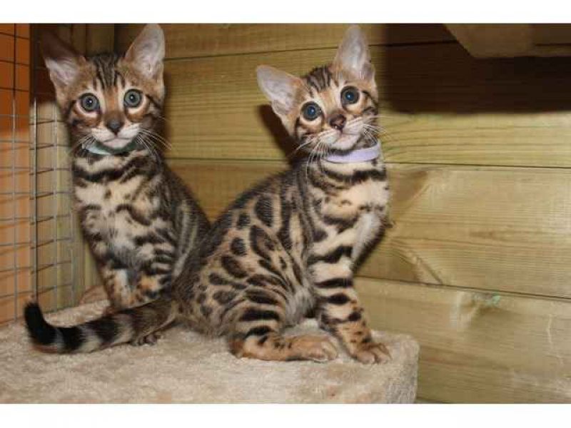 Gatinhos de Bengala bonitos disponíveis