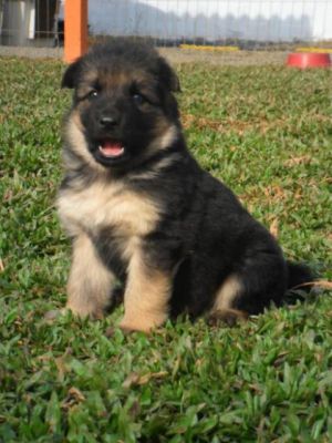 PASTOR ALEMAO DE QUALIDADE - 967888237