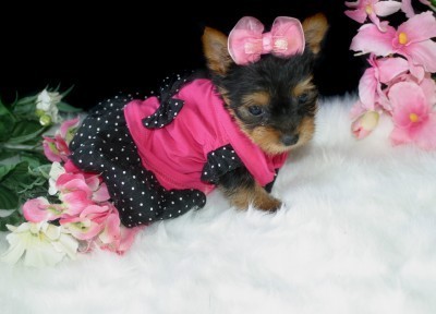 Filhotes de Yorkshire para venda