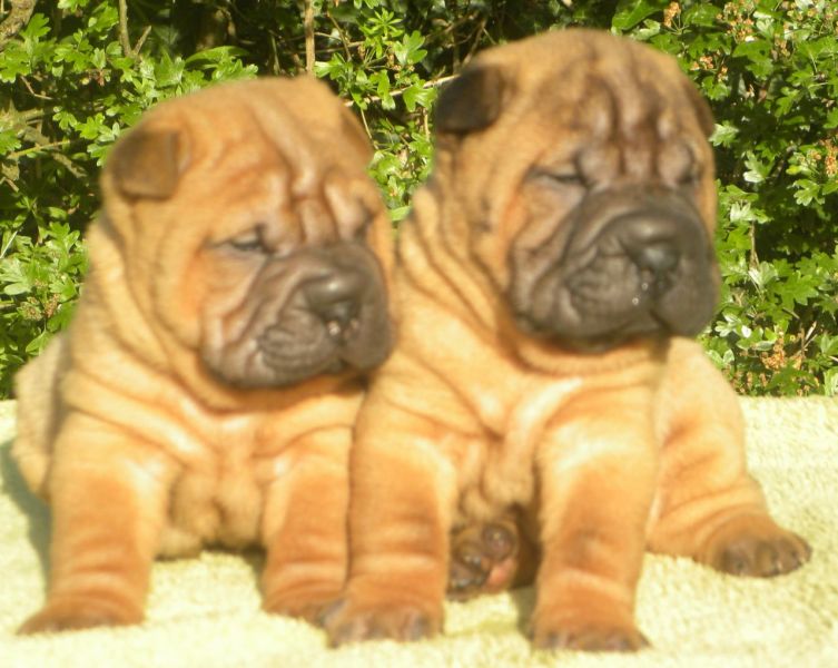 Lindos Shar-pei Bebês para adoção