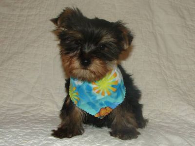 Vendo Yorkshire Terrier Miniatura.