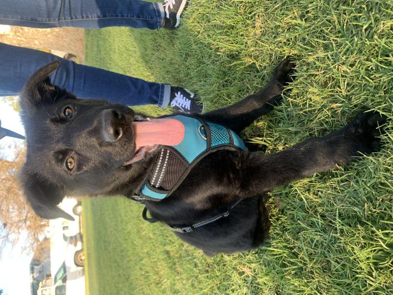 Shepard alemão preto 