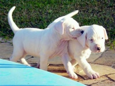 Dogo Argentino filhotes para nova casa