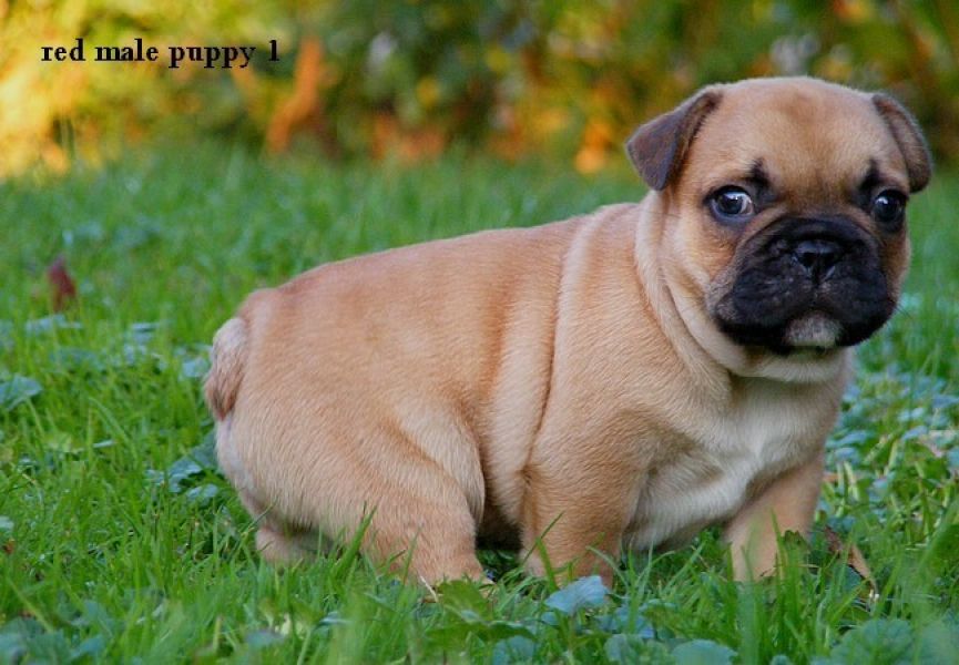 Filhotes de buldogue francês