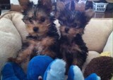 2 deslumbrantes Yorkie cachorros pronto