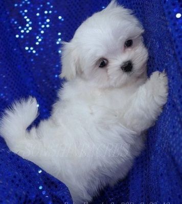 bem em casa levantou macho e fêmea adorável maltês cachorros disponíveis