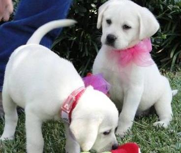 Labradores Retriever novo