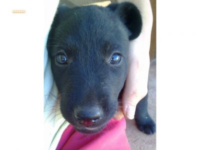 Dou cadela arraçada de labrador