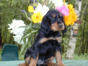 Gordon Setter Venda