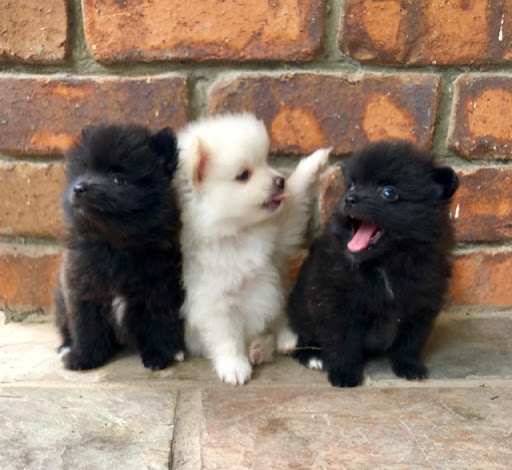 Filhotes de cachorro Pomeranian bonitos disponíveis