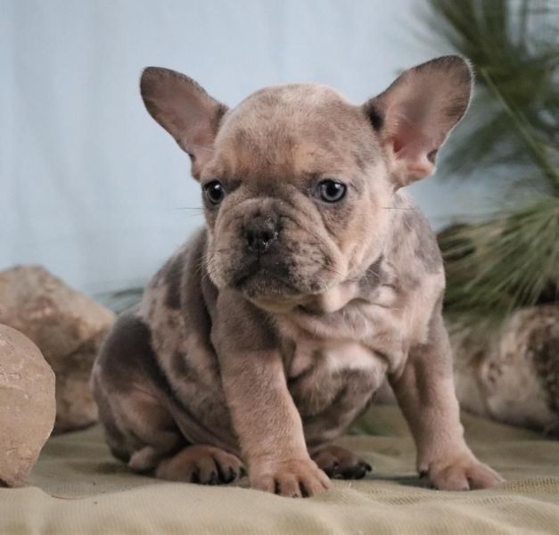 Gratis  os filhotes de Bulldog Francês mais inteligentes para adoção