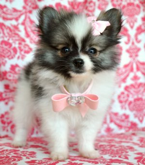 Pomeranian cachorros para adoção