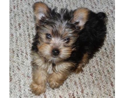 Filhotes Yorkshire terrier 
