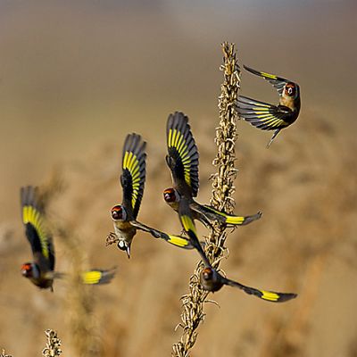 Vendo Pintassilgos (CARDUELIS PARVA) anilhados nascidos em cativeiro