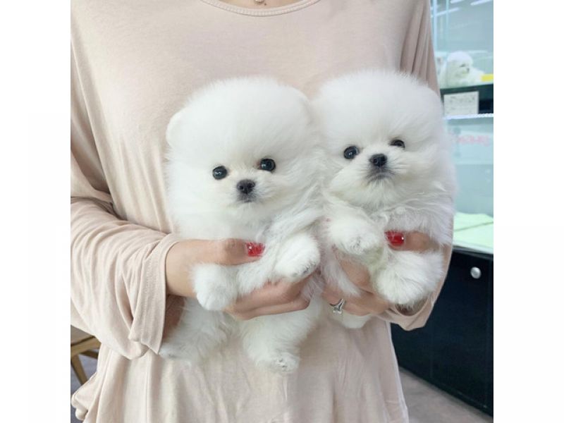 Lindos filhotes de cachorro da Pomerânia