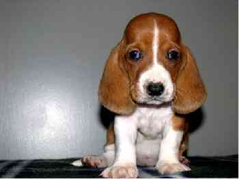 AKC registrados Hound Filhotes de Basset