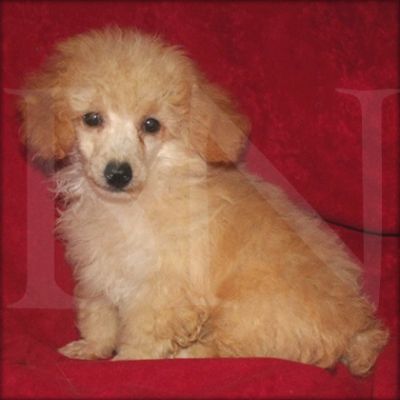 Poodle para adoção livre.