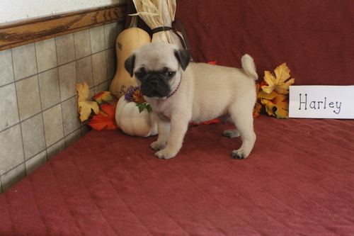 Filhotes pug de raça pura