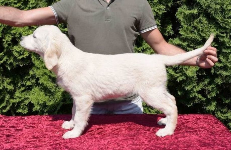 Filhotes de Golden Retriever disponíveis, 3 meses de idade, tosados profissionalmente, r