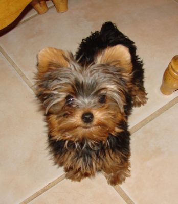 Filhotes de cachorro bonitos Yorkshire para adopção