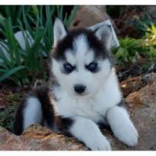  HUSKY SIBERIANO FILHOTES 