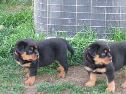 Cachorrinhos Rottweiler especiais para ado?