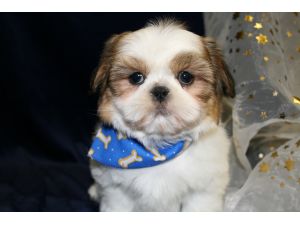 Shih tzu adoráveis ​​filhotes de cachorro para a venda