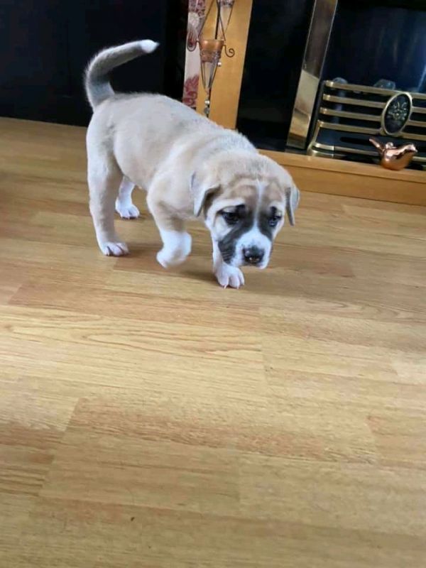 Intimidadora exótica