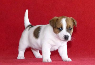 macho e fêmea filhotes jack Russel