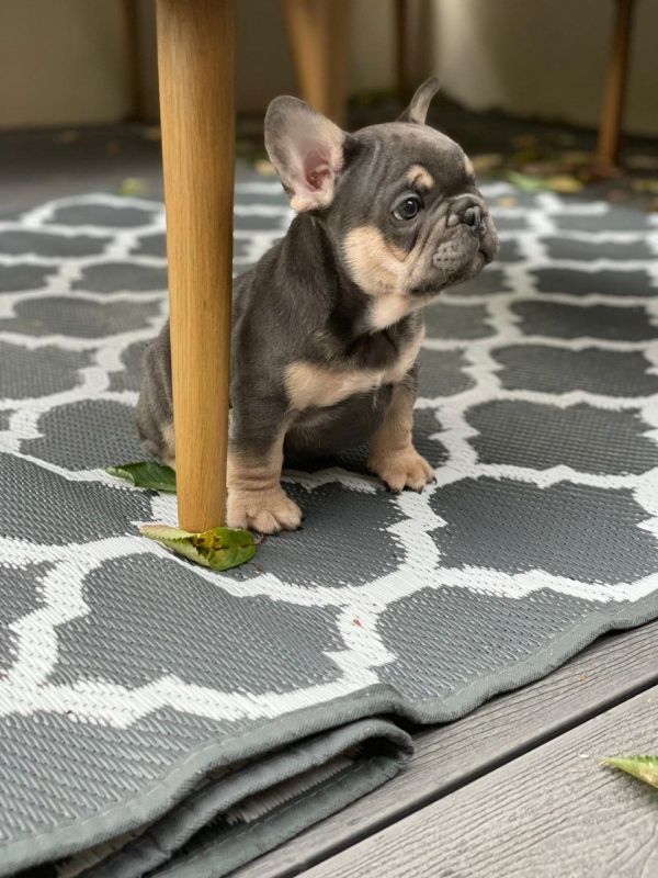 Filhote de buldogue francês