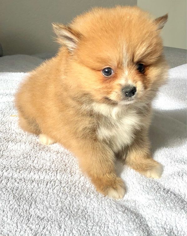 Filhote de cachorro Pomerânia