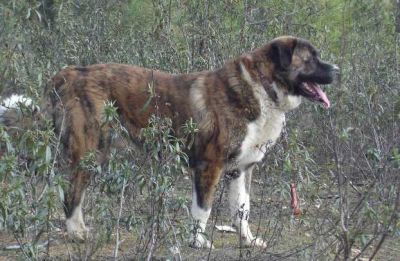 RAFEIRO DO ALENTEJO (Cão de Guarda)